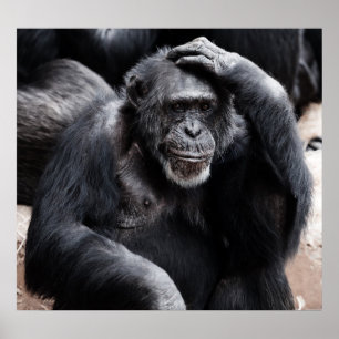 Old Chimpanzee poster