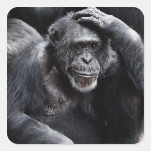Old Chimpanzee stickers