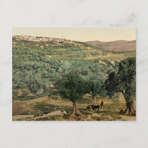 Old coloured photo of the Samaria, in the holy lan Postcard