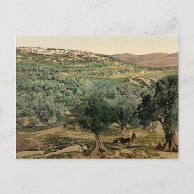 Old coloured photo of the Samaria, in the holy lan Postcard (Front)