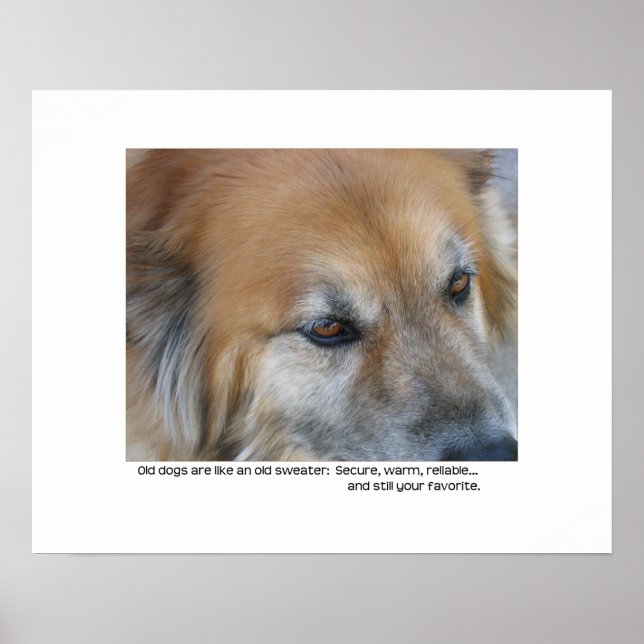 Old dog quote poster (Front)