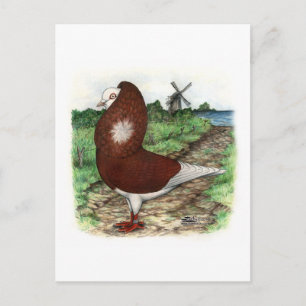 Old Dutch Capuchine Pigeon Postcard