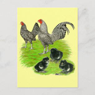 Old English Barred Bantam Family Postcard
