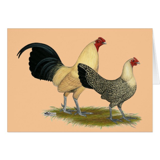 Old English Cream Buttercups (Front Horizontal)