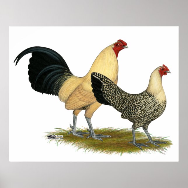 Old English Cream Buttercups Poster (Front)