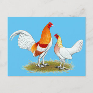 Old English Game Bantam:  Red Pyle Postcard