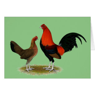Old English Game Bantams: BB Red Pair