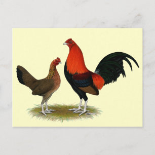 Old English Game Bantams:  BB Red Pair Postcard