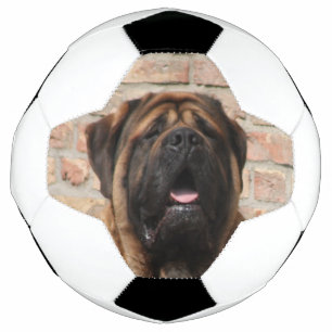 old english Mastiff Football