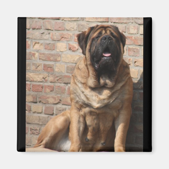 old english Mastiff  Magnet (Front)