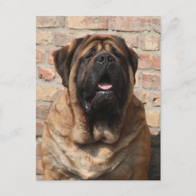old English Mastiff Postcard (Front)