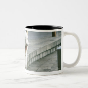 Old English Sheep Dog 2 Two-Tone Coffee Mug