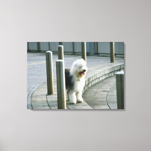 Old English Sheep Dog Canvas Print