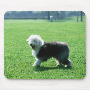 Old English Sheep Dog Mouse Mat