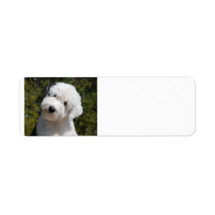 Old_English_Sheep_Dog pup.png