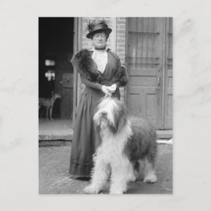 Old English Sheepdog, 1915 Postcard