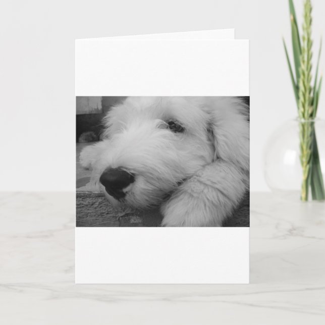 Old English Sheepdog Card (Front)