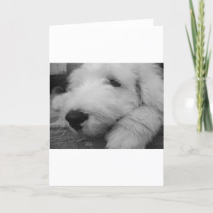 Old English Sheepdog Card