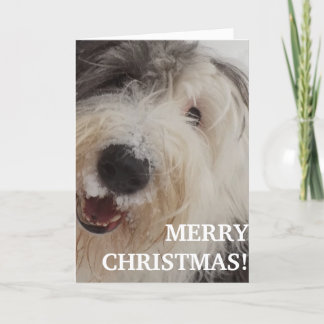 Old English Sheepdog Card - Merry Christmas