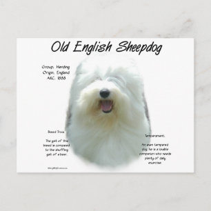 Old English Sheepdog History Design Postcard