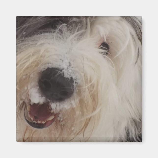 Old English Sheepdog Magnet - Snow Face (Front)