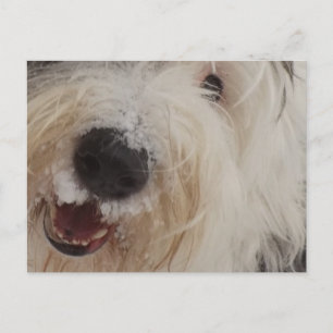 Old English Sheepdog Post Card - Snow Face