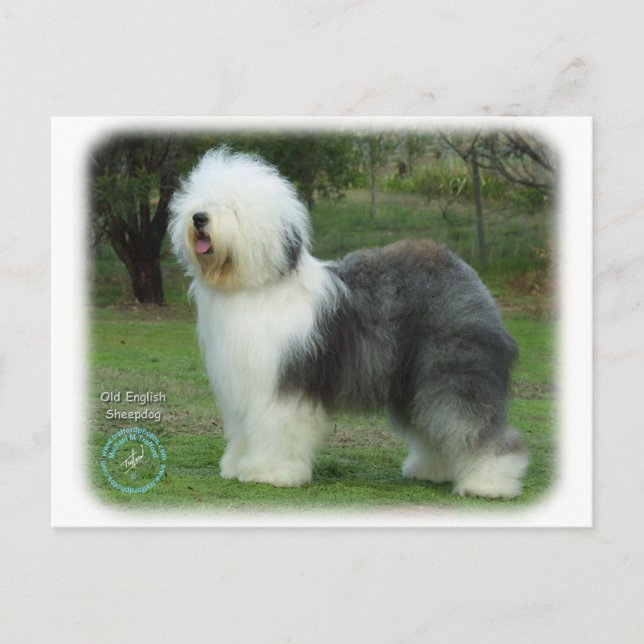 Old English Sheepdog Postcard (Front)