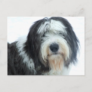 Old English Sheepdog Postcard