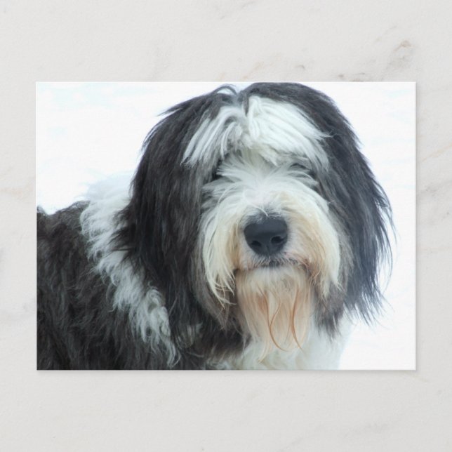 Old English Sheepdog Postcard (Front)