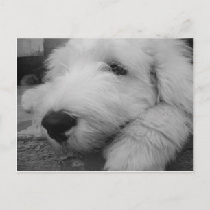 Old English Sheepdog Postcard