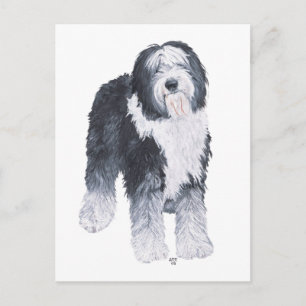 Old English Sheepdog Postcard
