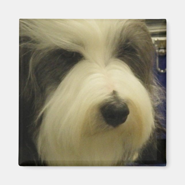 Old English Sheepdog Square Magnet (Front)