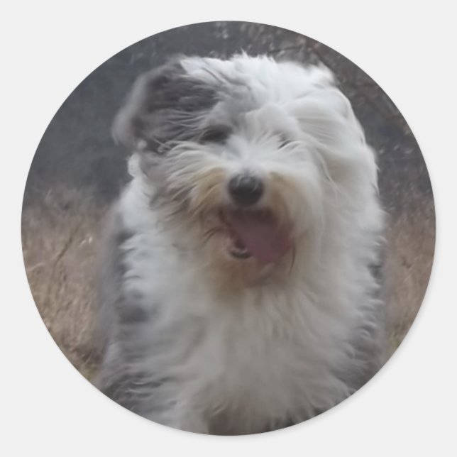 Old English Sheepdog Sticker - Run Dog! (Front)