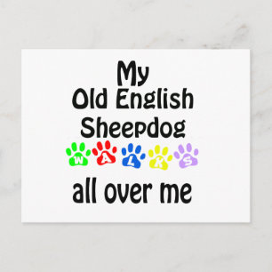 Old English Sheepdog Walks Design Postcard