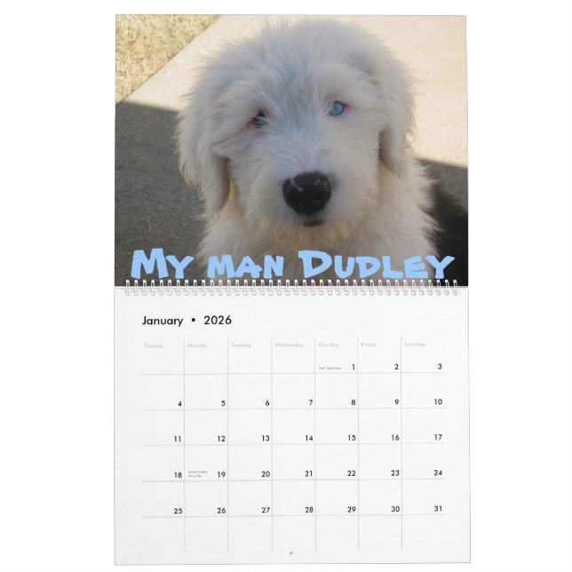 Old English Sheepdogs Calendar (Jan 2026)