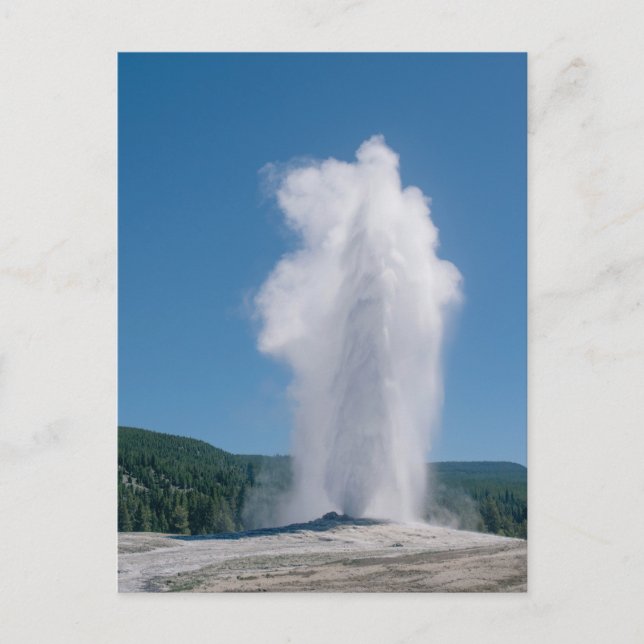 Old Faithful erupting in Yellowstone Postcard (Front)