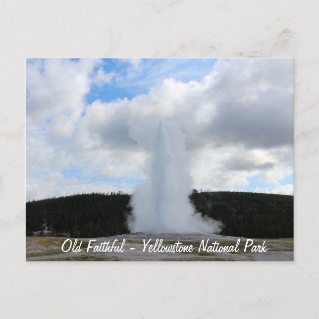 Old Faithful Photo at Yellowstone Postcard (Front)