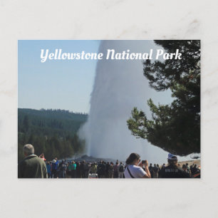 Old Faithful Postcard