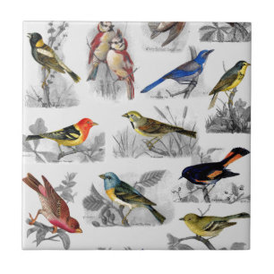 Old Fashioned Birds Tile