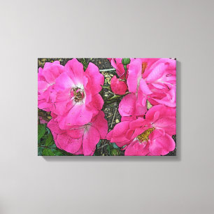 Old Fashioned Climbing Pink Roses - Enhanced Canvas Print