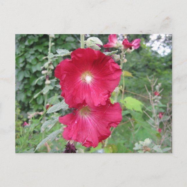 Old Fashioned Hollyhock Flowers Postcard (Front)