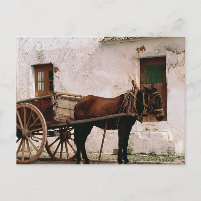 Old-fashioned horse-drawn cart postcard (Front)