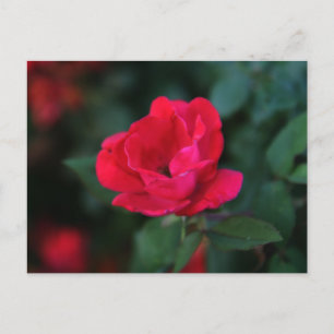 Old fashioned red Rose Postcard