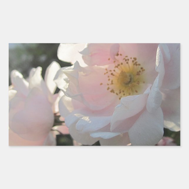 Old Fashioned Roses Rectangular Sticker (Front)