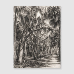 Old Florida Oak Hammock Graphite Sketch Rockledg