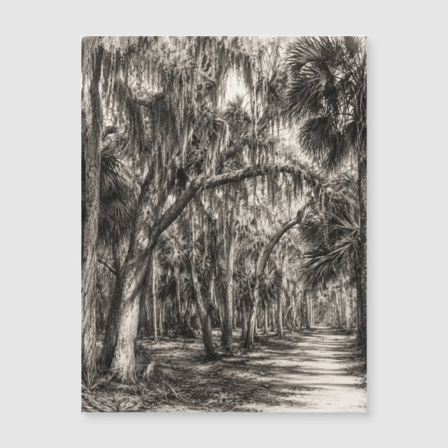 Old Florida Oak Hammock Graphite Sketch | Rockledg (Front)