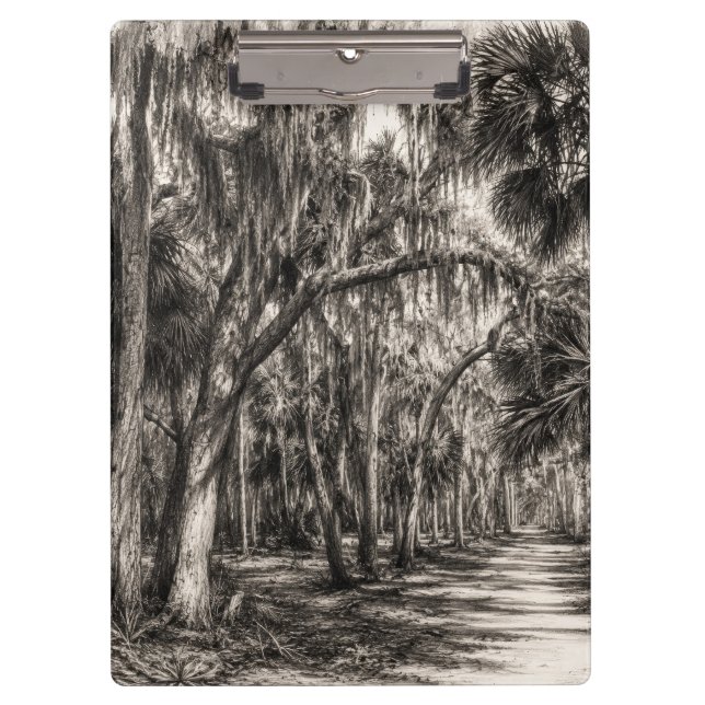 Old Florida Oak Hammock Graphite Sketch | Rockledg Clipboard (Front)