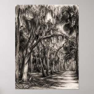 Old Florida Oak Hammock Graphite Sketch Rockledg Poster