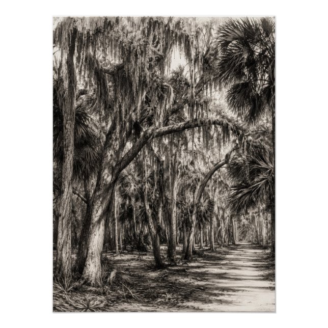 Old Florida Oak Hammock Graphite Sketch | Rockledg Poster (Front)