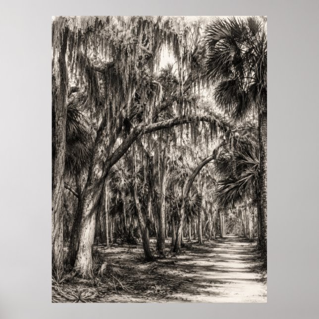 Old Florida Oak Hammock Graphite Sketch | Rockledg Poster (Front)